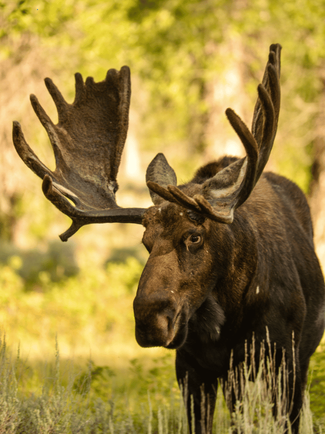 Top 10 Animals With The Largest Horns