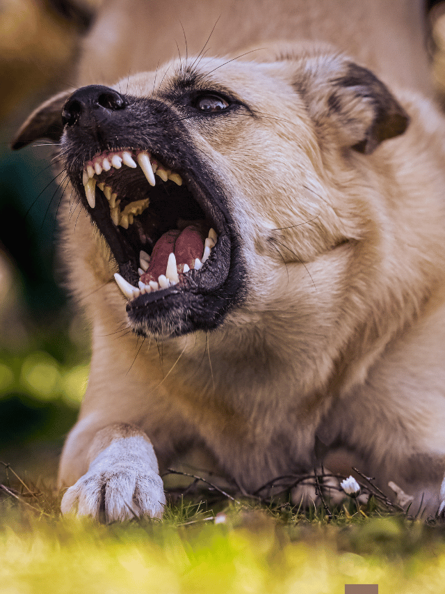 8 of the World's Most Aggressive Dog Breeds