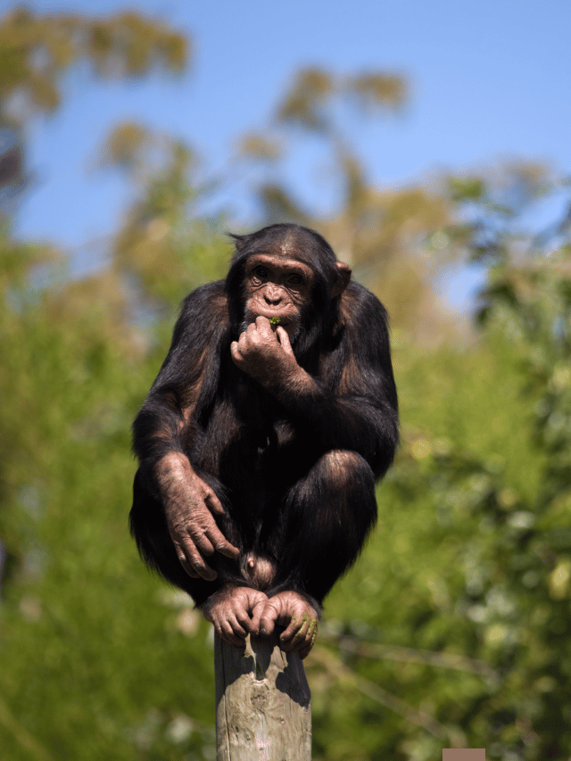 10 of the Smartest Animals In The World