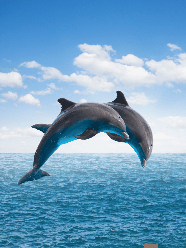 10 of the Highest Jumping Animals