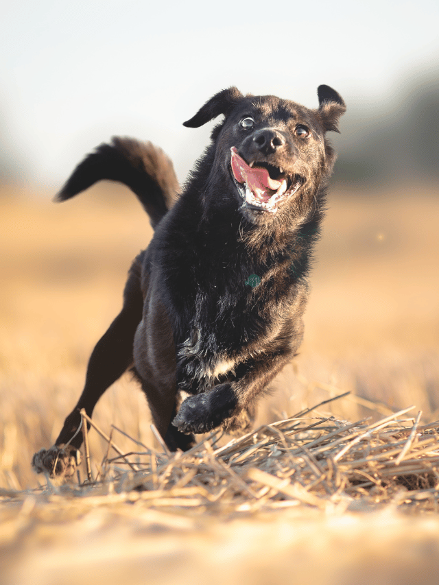 Top 9 World's Fastest Dog Breed