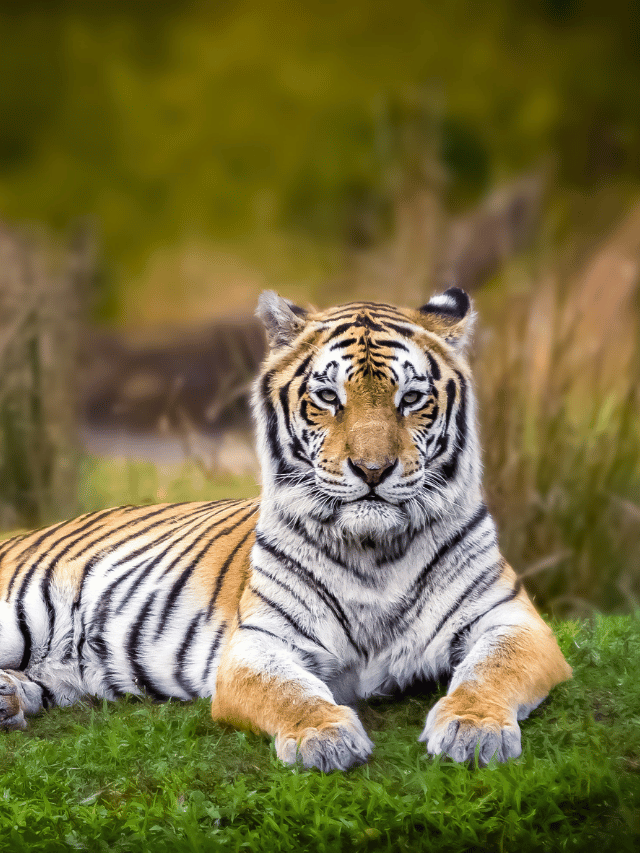 8 of the World's Most Beautiful Big Cats