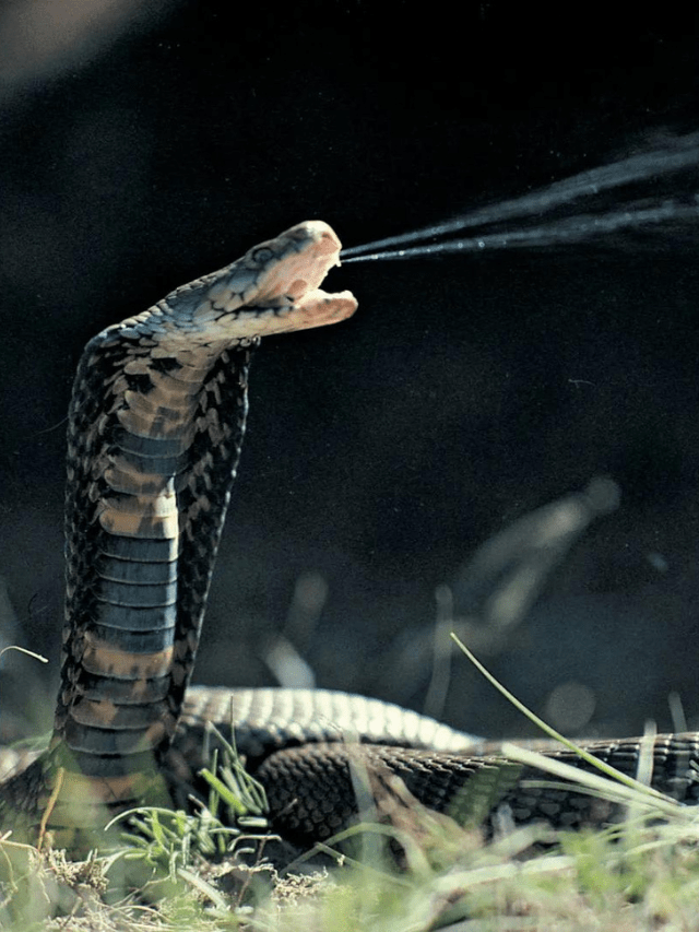 Venomous Snakes in the United States