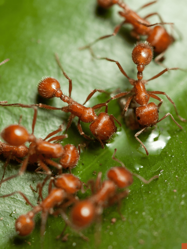 Top 10 Biggest Ants In The World