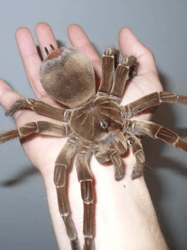 9 of the Biggest Spiders in the World