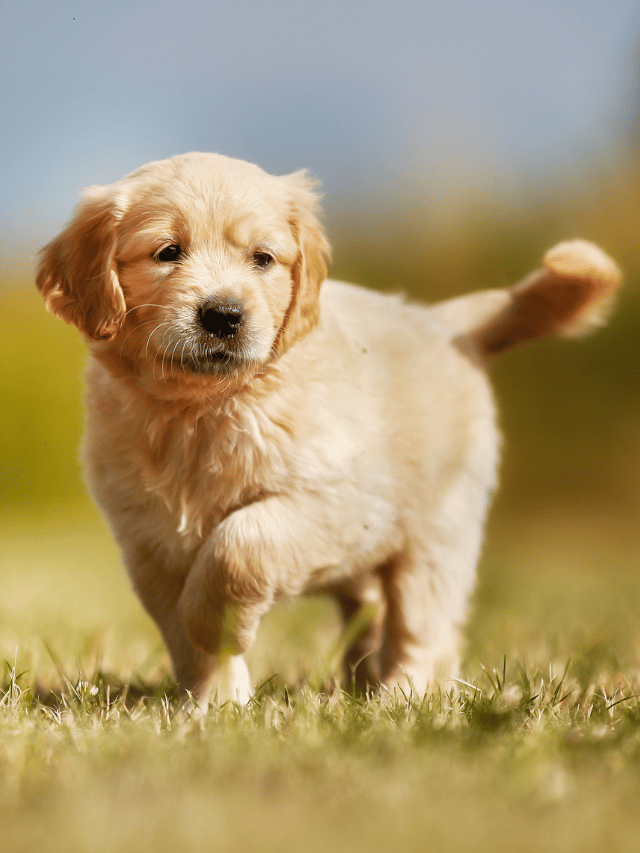 Top 10 Cutest Pets to Own