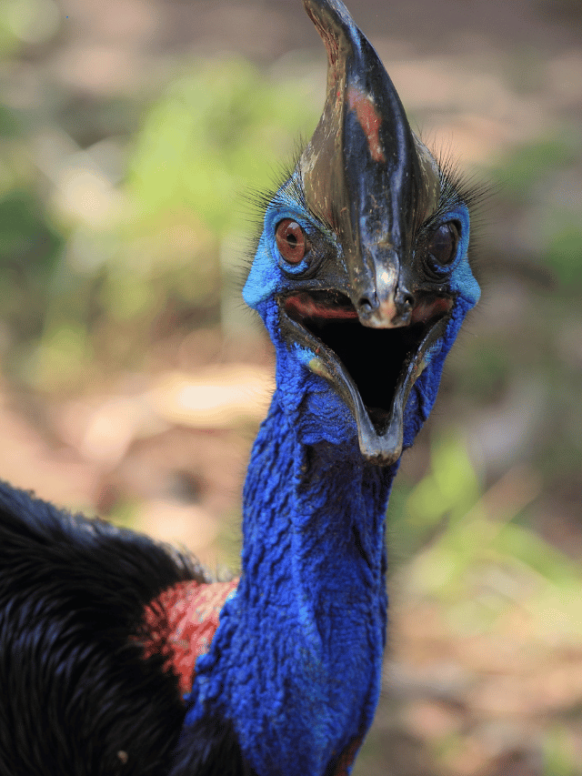 World's Most Dangerous Birds