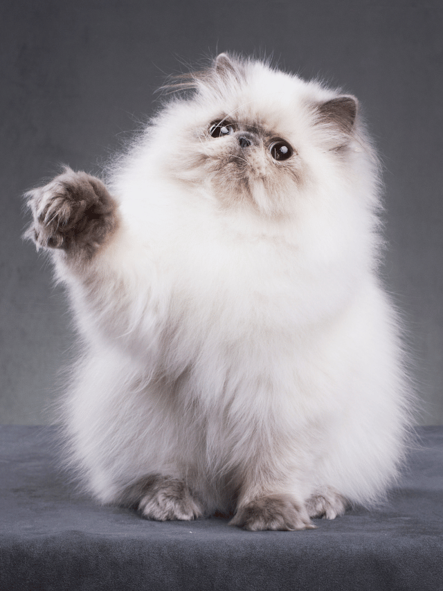 Most Beautiful Cat Breeds in the World