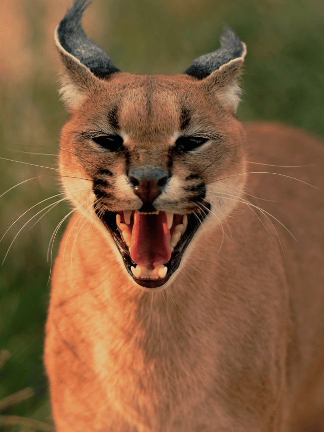 8 of the World's Deadliest Cats