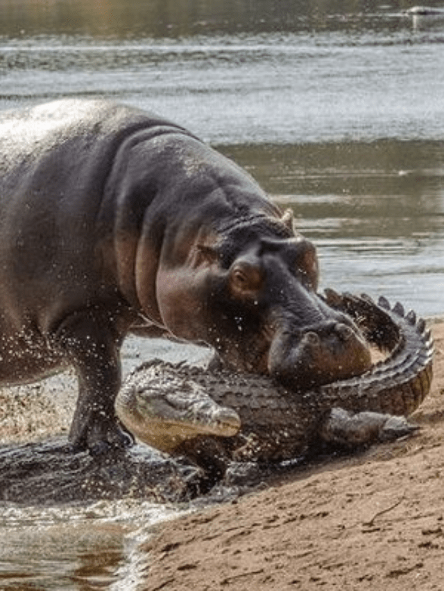 Top 8 Most Aggressive Animals In The World