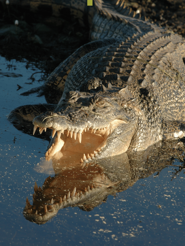 8 of the World’s Most Dangerous Animals