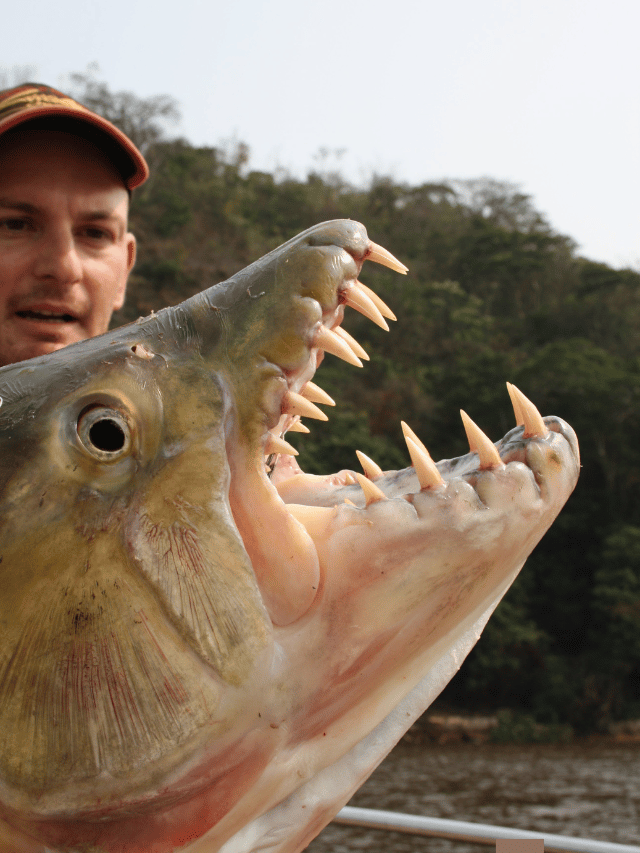 8 of the Most Deadliest Fish in the World