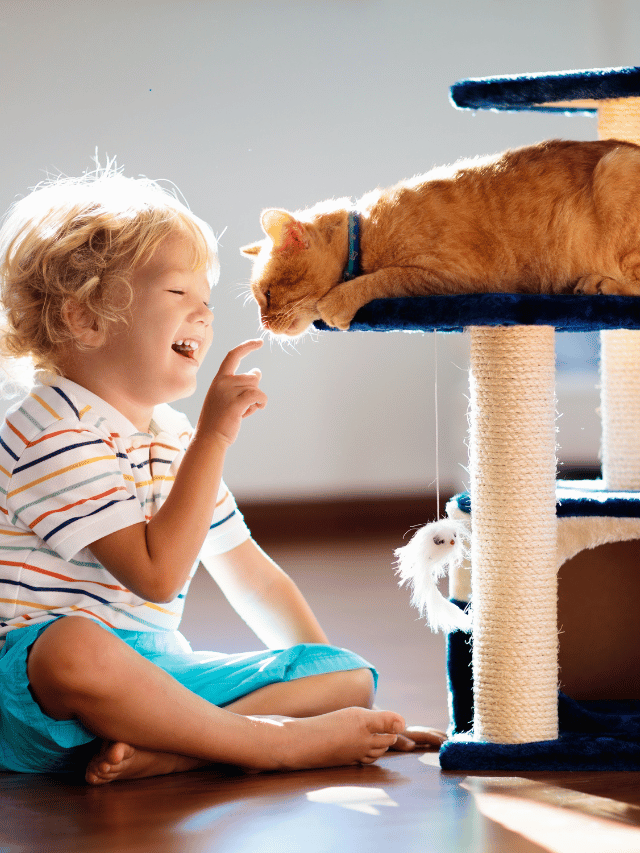 Top 10 Best Cat Breeds for Families